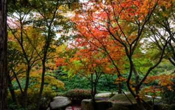 mehrere Bäume in bunten Herbstfarben in einem Hamburger Park