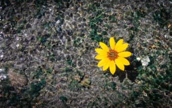 gelbe Marhgeritenblüte im Wasser