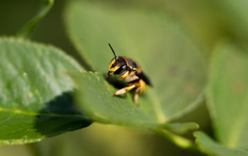 Biene auf einem Blatt