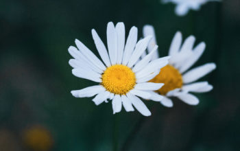 zwei Margeriten vor dunklem Hintergrund