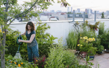 urban gardening: woman pours plants on roof garden, skyline in background