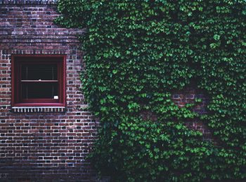 Hauswand mit Fenster und Kletterpflanzen